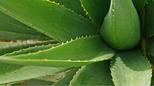 ALOE VERA: A NATURAL MIRACLE IN COSMETICS (1-2 MIN. READ)