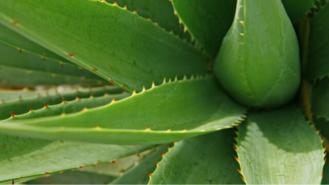 ALOE VERA: PŘÍRODNÍ ZÁZRAK V KOSMETICE (1-2MIN. ČTENÍ)
